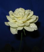 IMG_2407.JPG