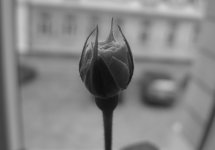 IMG_2598.jpg