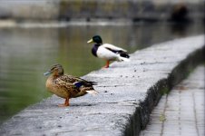 a_ducks.jpg
