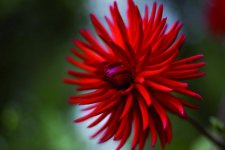 red flower.jpg