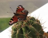 IMG_2783изм.jpg