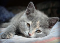 котенок.JPG