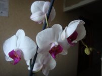 DSC02302.jpg