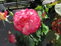Rose.jpg