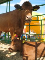 Изображение 227_новый размер.jpg