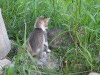 IMG_6770.jpg