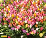 flower2.jpg