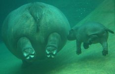 hippo-baby-swim-1206785i.jpg
