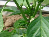 Изображение 011.jpg