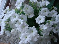 Изображение 013.jpg