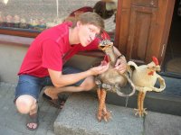 Вася и цыпы.jpg