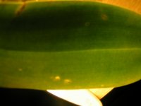 PICT9595.jpg