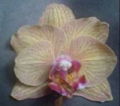 DSC00720 3.jpg
