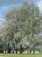 IMG_1428.JPG