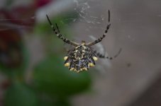 DSC_2927.JPG