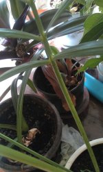 IMAG0407.jpg