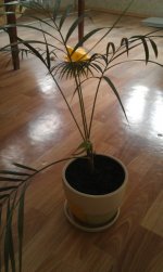 IMAG0419.jpg