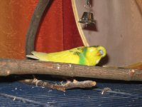 IMG_2226.jpg