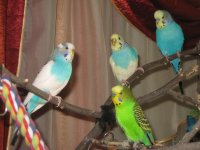 IMG_2229.jpg