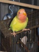 IMG_2602.jpg