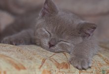 DSC_0006.jpg