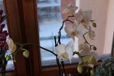 IMG_0386.JPG