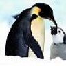 Pingu