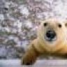 Stason)