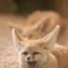 FoxLetter