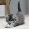 Katrin)