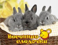 Выставка грызунов и зайцеобразных пройдет в Минске