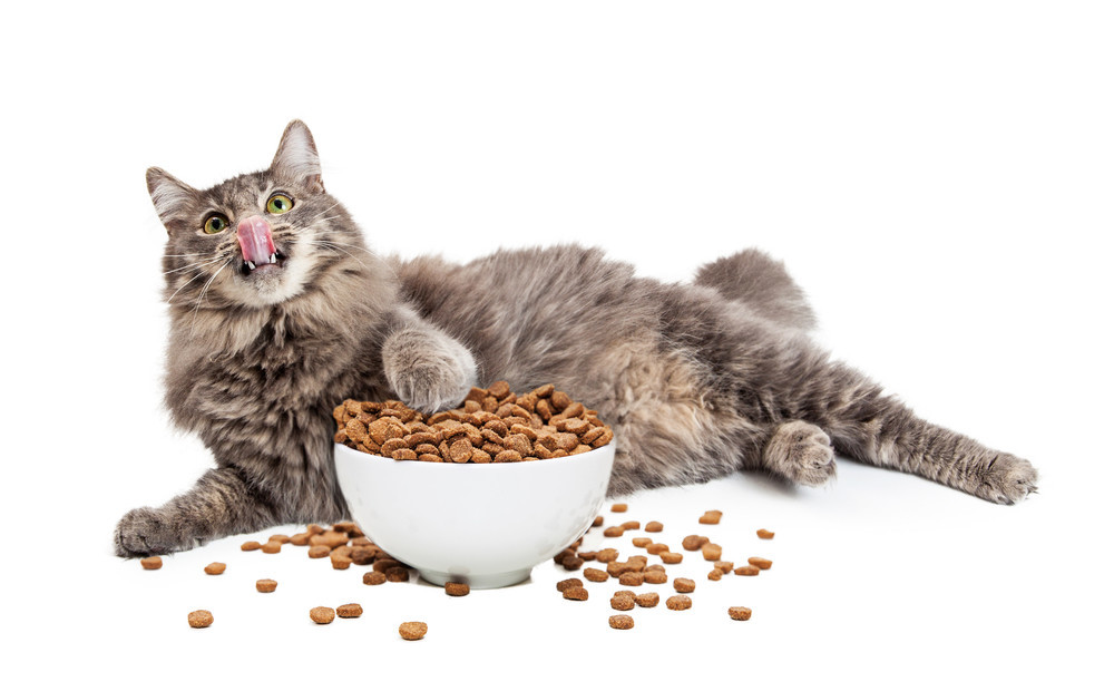 Как правильно выбрать корм любимой кошке или коту?