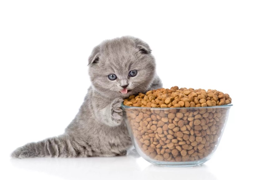 Как правильно ориентироваться в кормах для кошек, виды кормов и их классификация, какой корм выбрать, стоит ли кормить кошку домашней едой