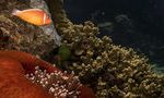 Большой барьерный риф потерял более 50% кораллов с 1995 года 12