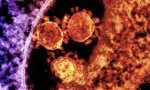 Эпидемиолог назвал различия в мутациях коронавируса и гриппа 14
