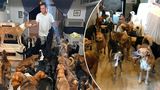 Мексиканец приютил дома 300 кошек и собак, спасая их от урагана «Дельта» 1