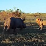 Настырный носорог прервал любовные утехи львов и рассмешил
туристов - видео 14