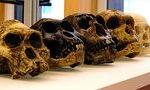Названа причина вымирания пяти видов Homo 14
