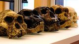 Названа причина вымирания пяти видов Homo 1