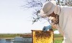 Пчеловоды начинают подготовку пчёл к зимовке 14