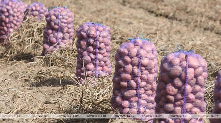 Сельхозорганизации Беларуси убрали картофель более чем с 80%
площадей 1