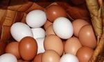 Ученые объяснили разницу между яйцами с белой и темной скорлупой 15