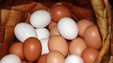 Ученые объяснили разницу между яйцами с белой и темной скорлупой 1