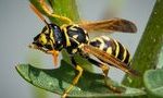 Ученые создали антибиотик на основе яда осы 14