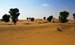 В пустыне Сахара нашли почти два миллиарда деревьев 15