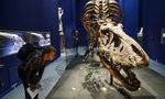 Все виды тираннозавров и их родичей росли "рывками" 13