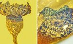 Ученые нашли в янтаре цветок возрастом 99 млн лет 12