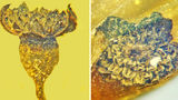 Ученые нашли в янтаре цветок возрастом 99 млн лет 1