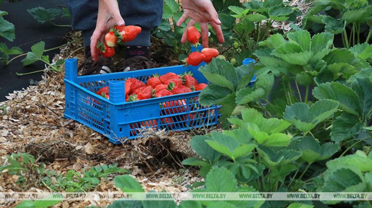 Новый набор в "Органик школу" открыт для белорусских фермеров 1
