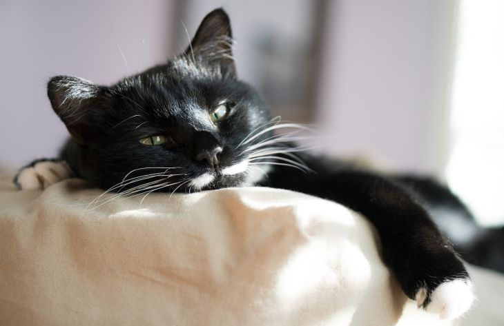Почему кошка игнорирует владельца днем, но приходит к нему спать: специалисты назвали неожиданную причину 1